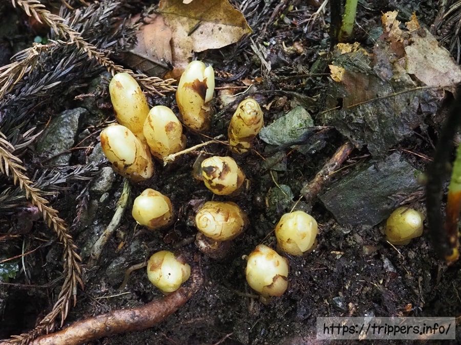 キヨスミウツボ