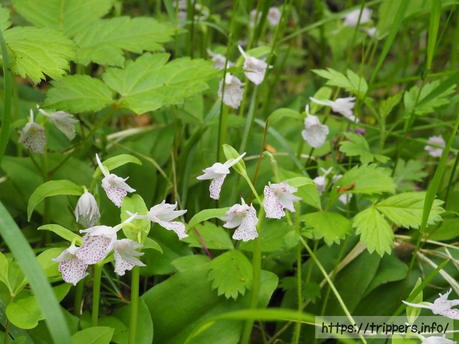 斑点の色が薄いカモメラン