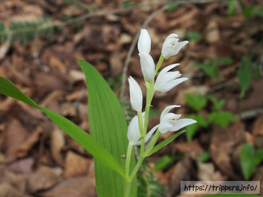 ササバギンラン