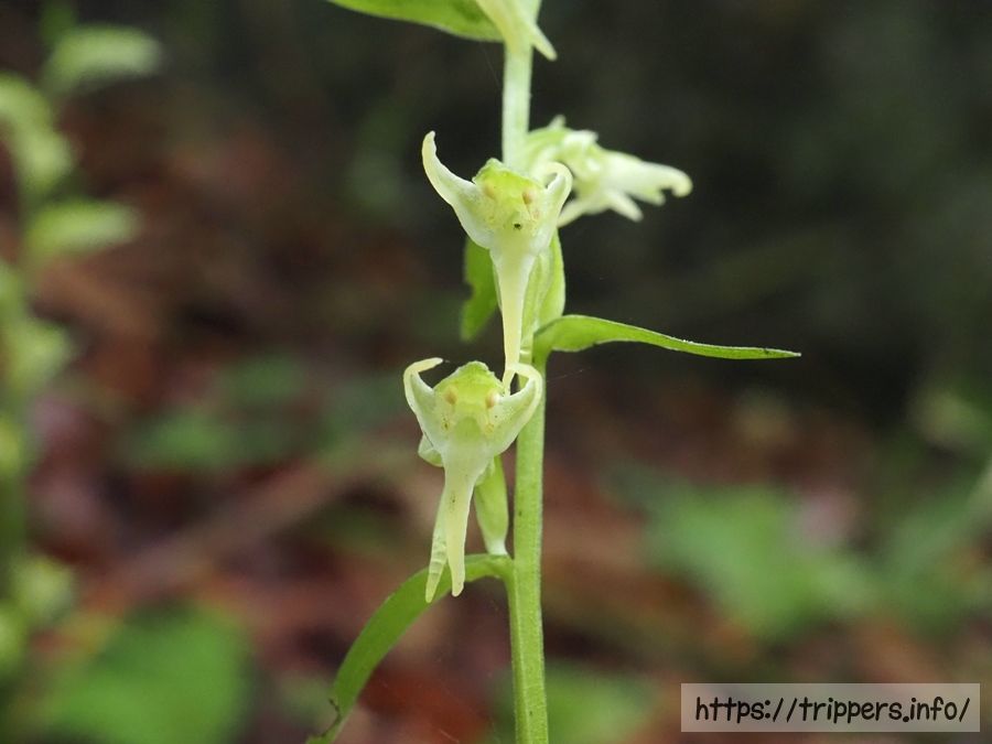 ヒトツバキソチドリの花