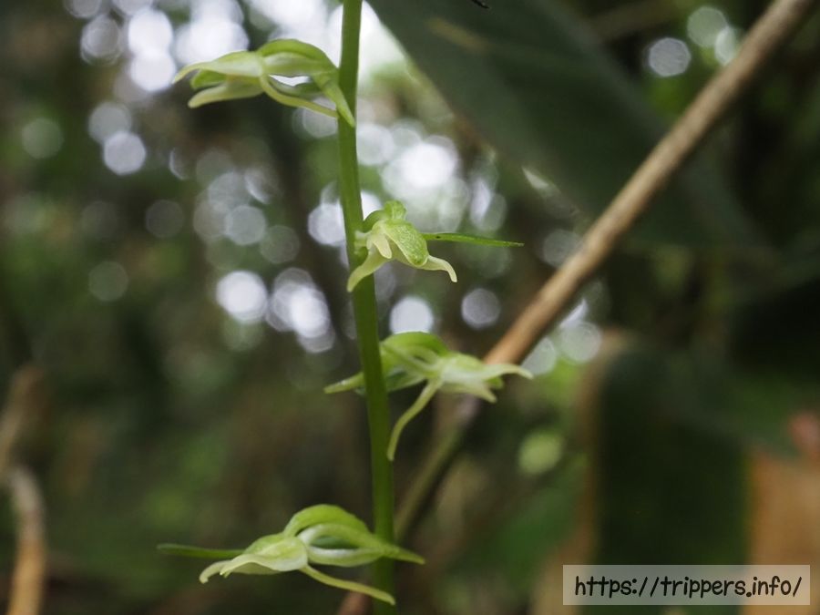 ヒトツバキソチドリ