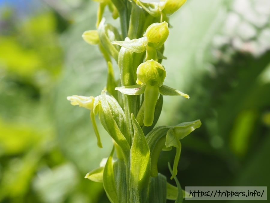 シロウマチドリ