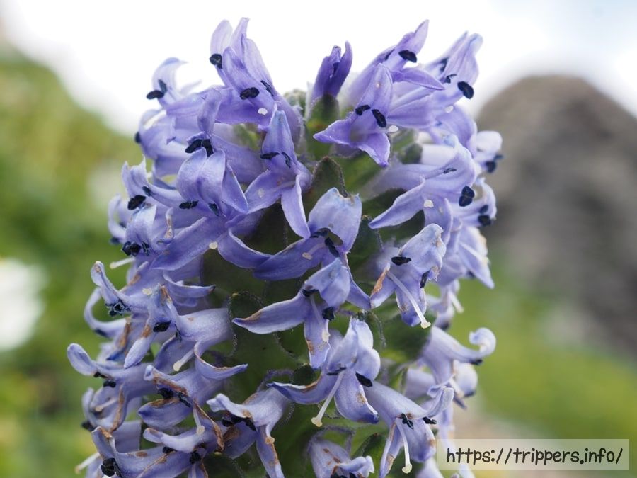 ウルップソウの花