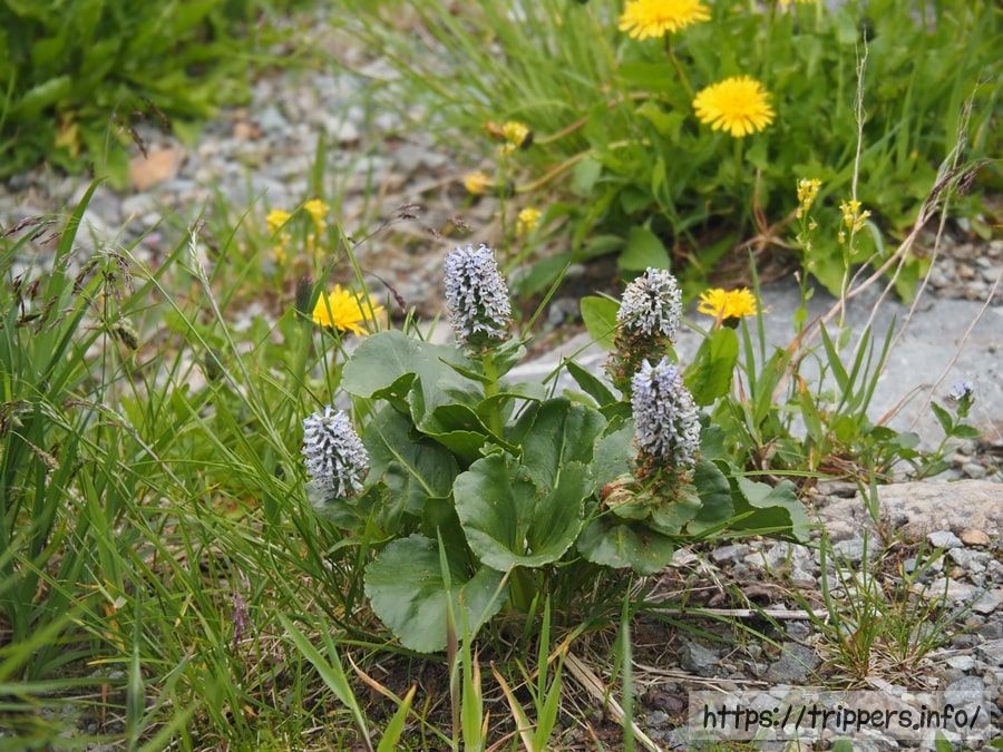 ウルップソウの白花