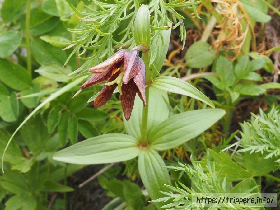 ミヤマクロユリの両性花