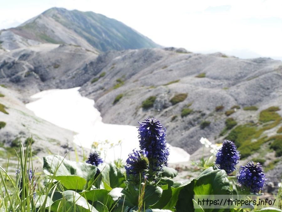 白馬岳に自生するウルップソウ