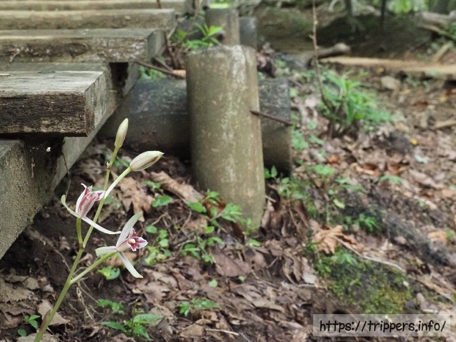 丹沢のマヤラン