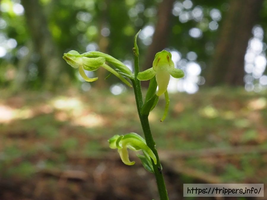 オオバノトンボソウの花