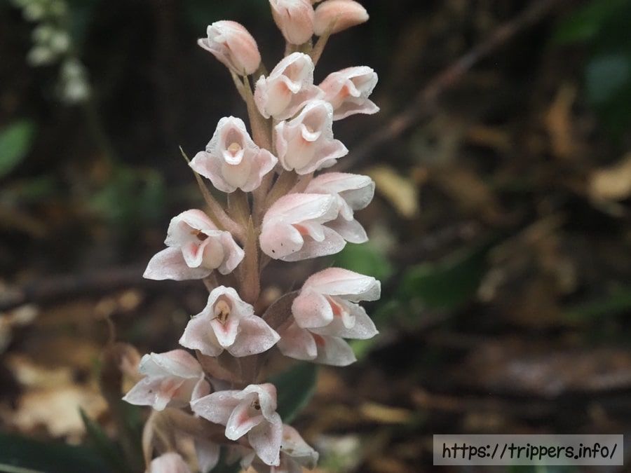 シュスランのピンク色の花