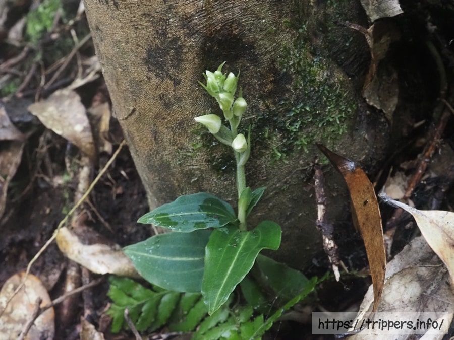 サイシュウシュスラン