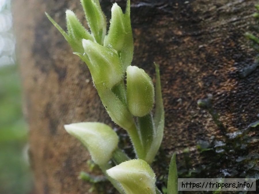 サイシュウシュスランの花に密集した毛