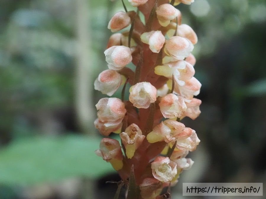 オオシマシュスランの花
