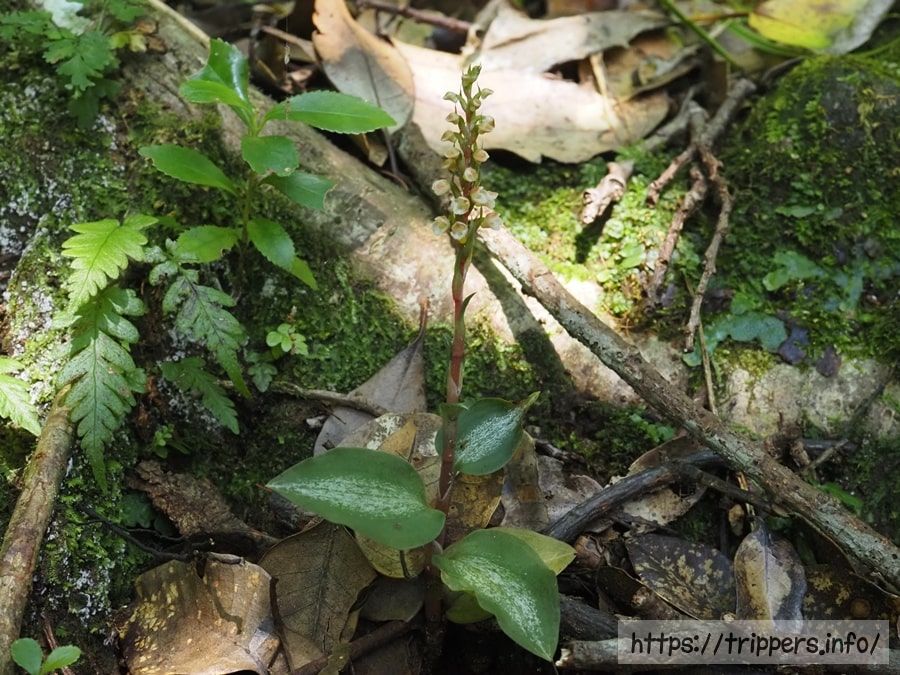 ハチジョウシュスラン