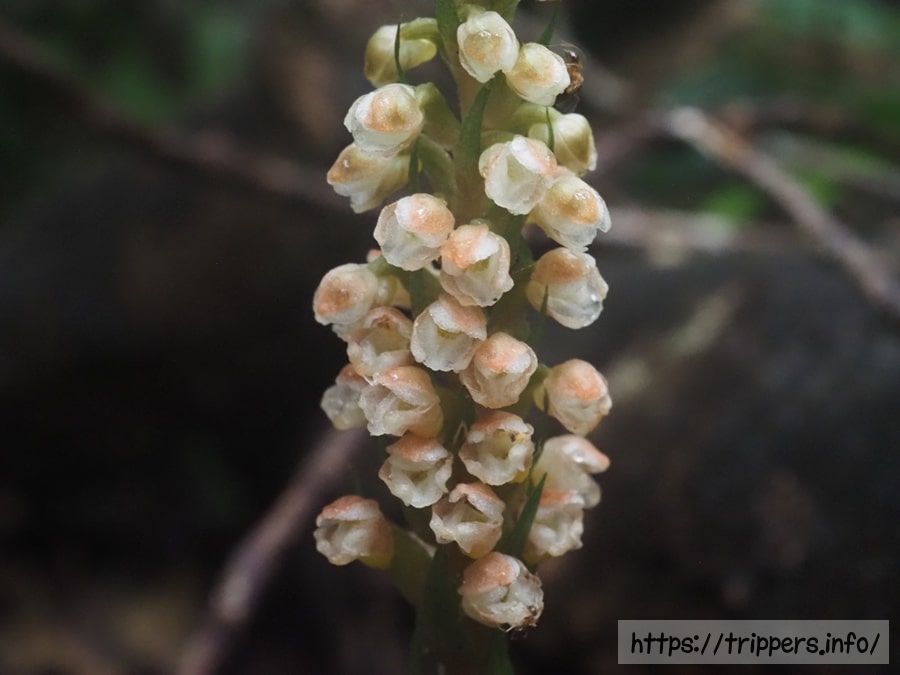 カゴメランの花
