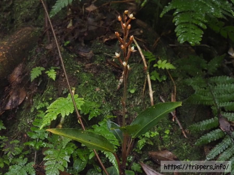 ヤクシマアカシュスラン