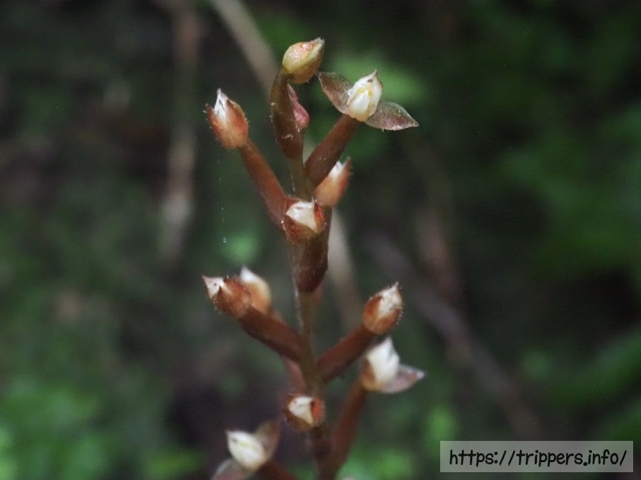 ヤクシマアカシュスランの花