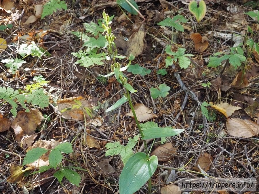 ヒトツバキソチドリの結実