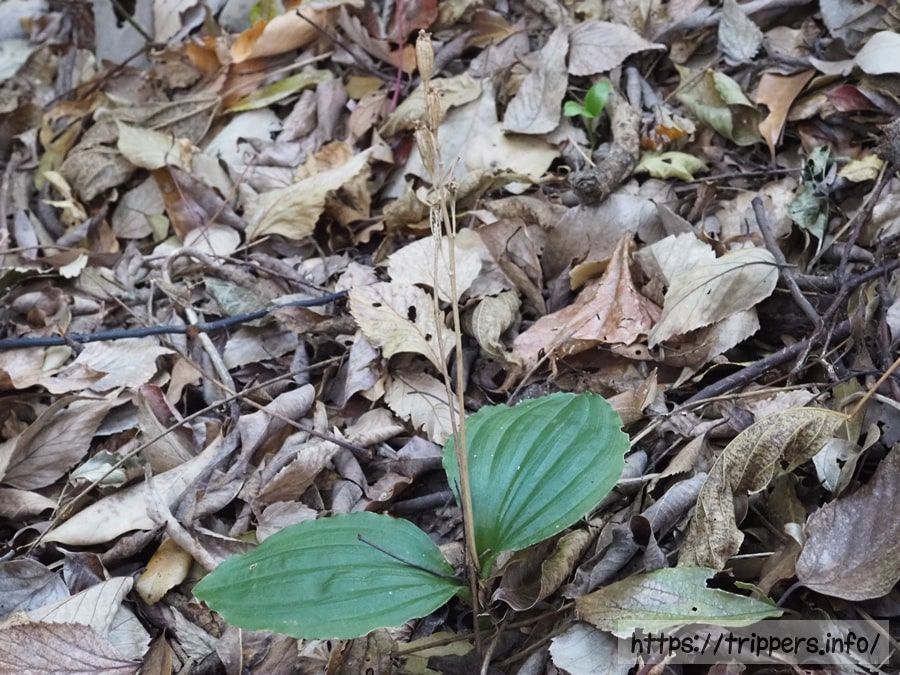 植物のコクラン