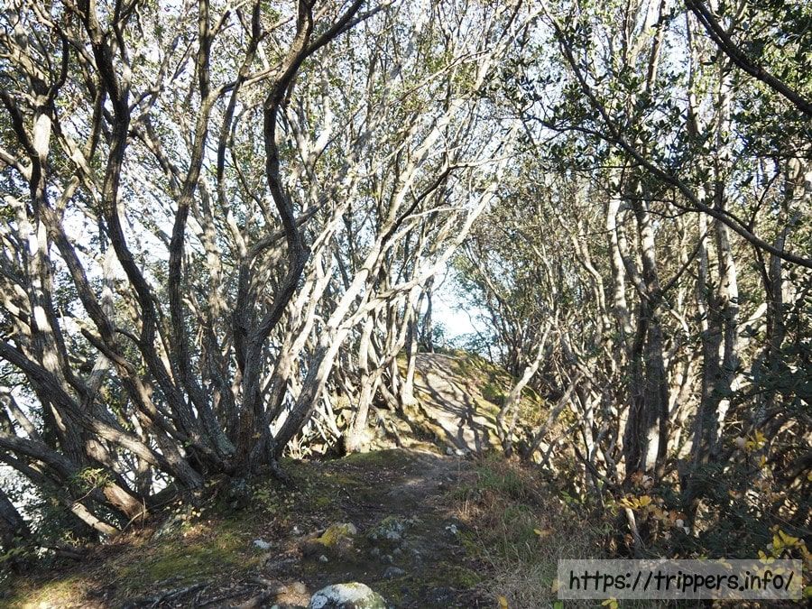 ウバメガシの岩尾根