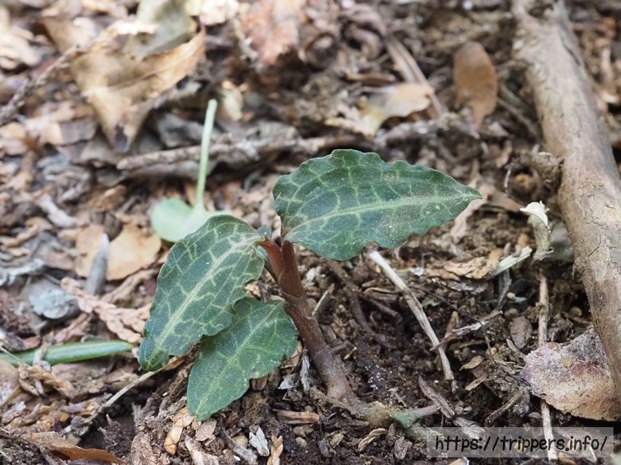 ベニシュスランの模様が濃い葉