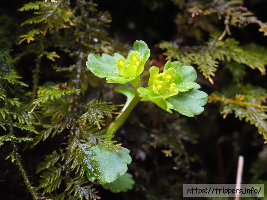 ムカゴネコノメソウ