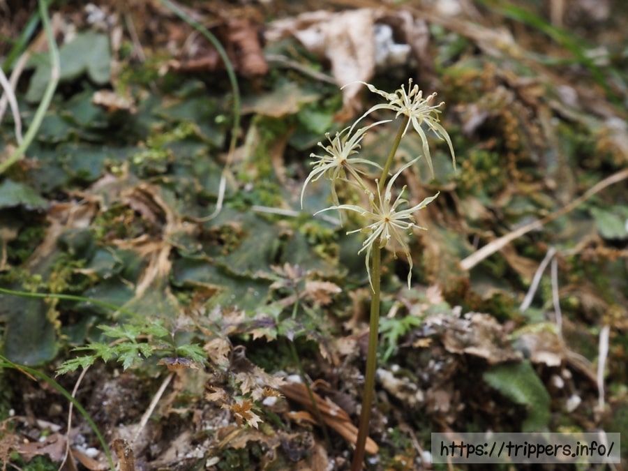 ウスギオウレン