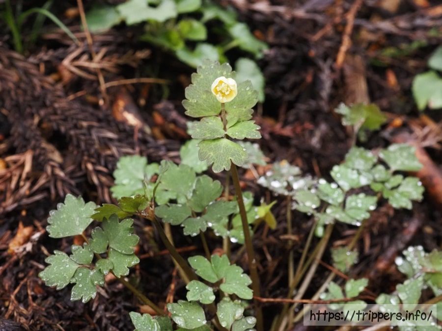 トウゴクサバノオ