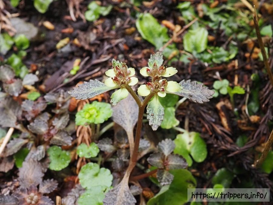 ヨゴレネコノメ