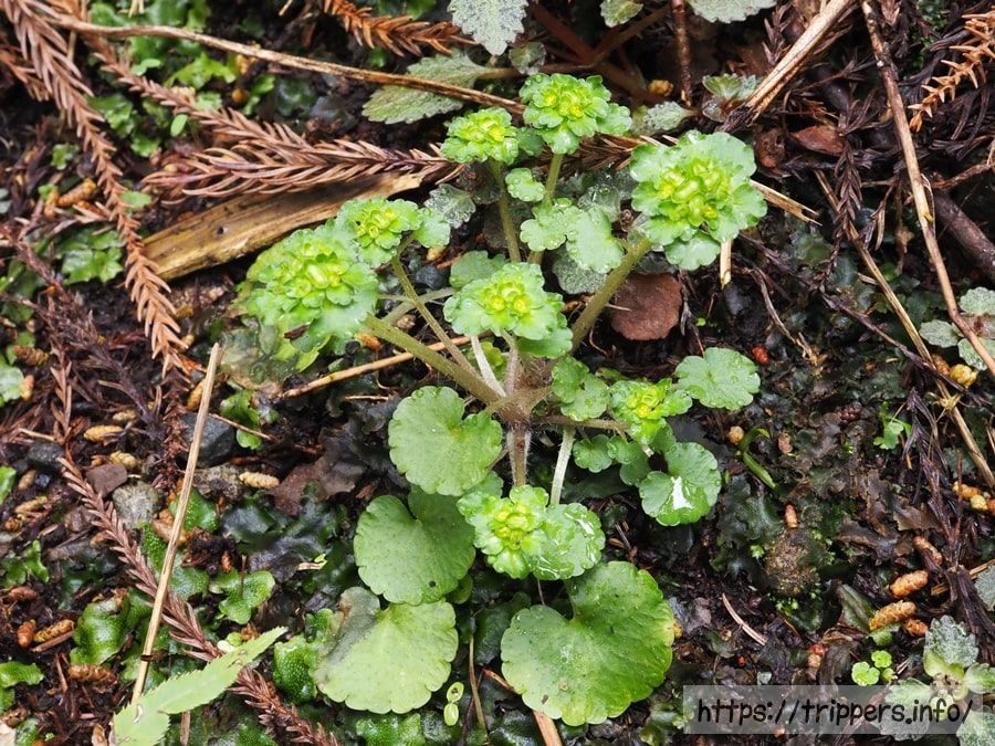 ヤマネコノメソウ