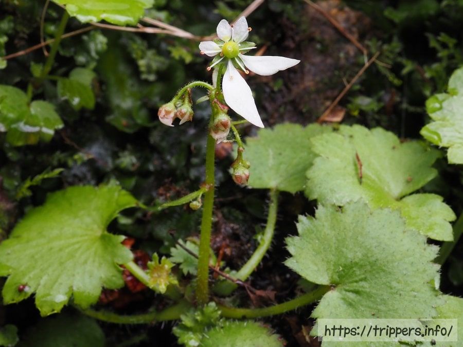 ハルユキノシタ