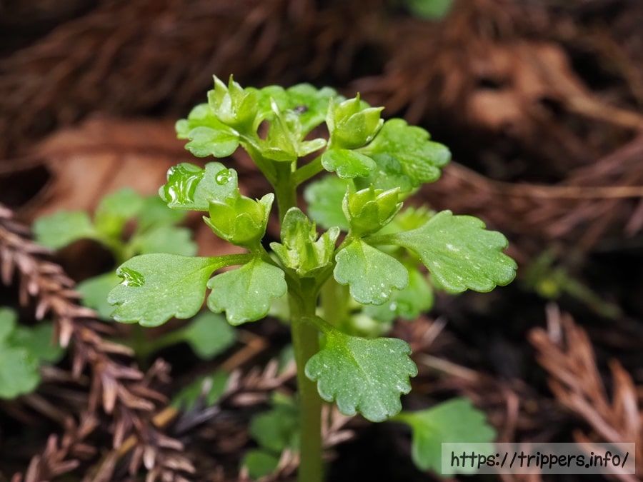 ムカゴネコノメソウの結実