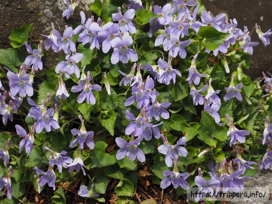 タチツボスミレ