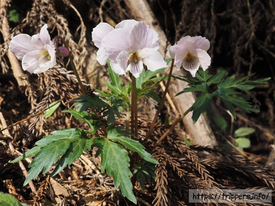 エイザンスミレ
