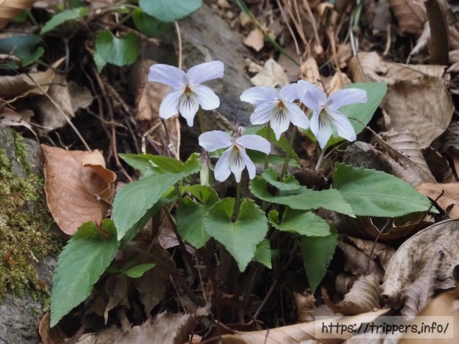 ナガバノスミレサイシン