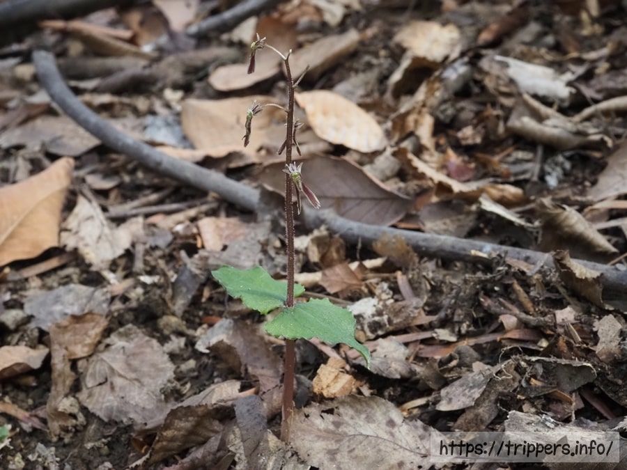ヒメフタバランの花