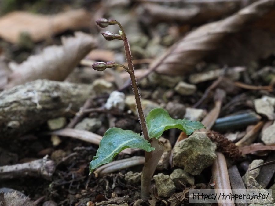 フイリヒメフタバランの蕾