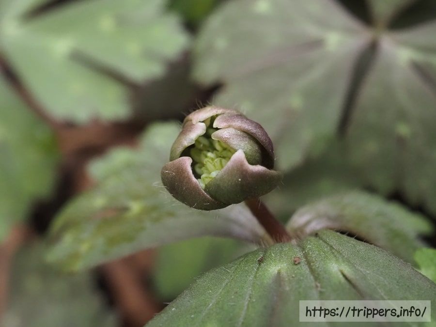 ミドリニリンソウの蕾