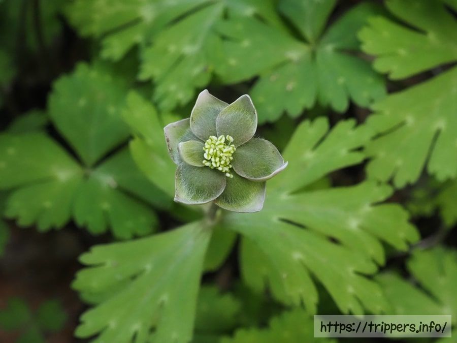 ミドリニリンソウ