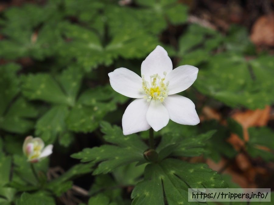 ニリンソウの花
