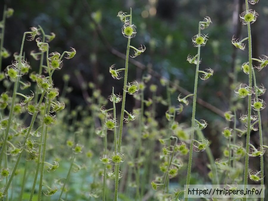 コチャルメルソウ