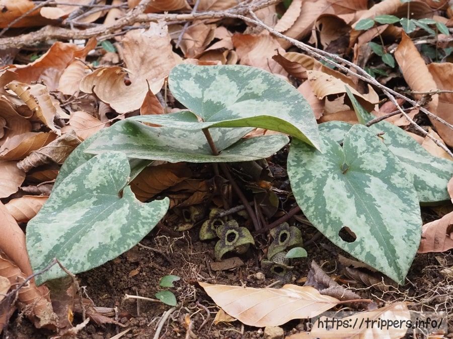 カントウカンアオイ