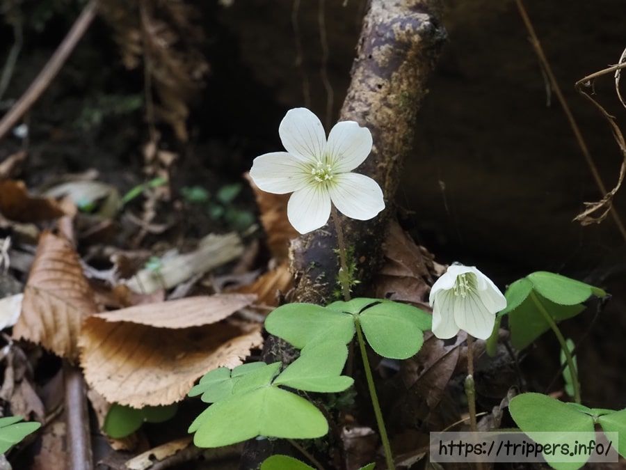 カントウミヤマカタバミの花