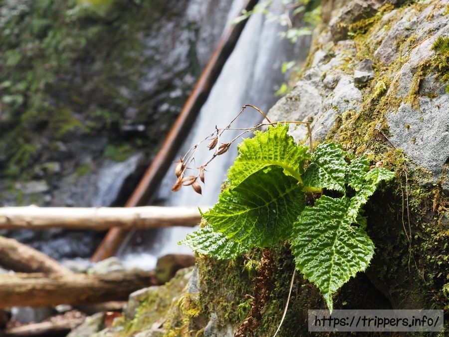 イワタバコの葉