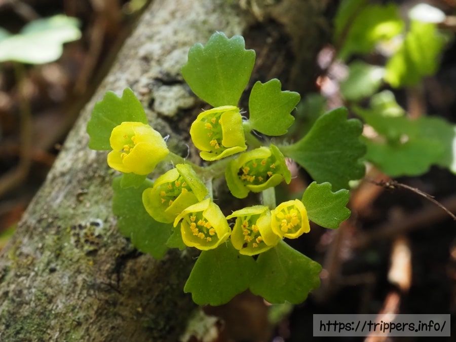 コガネネコノメソウの花