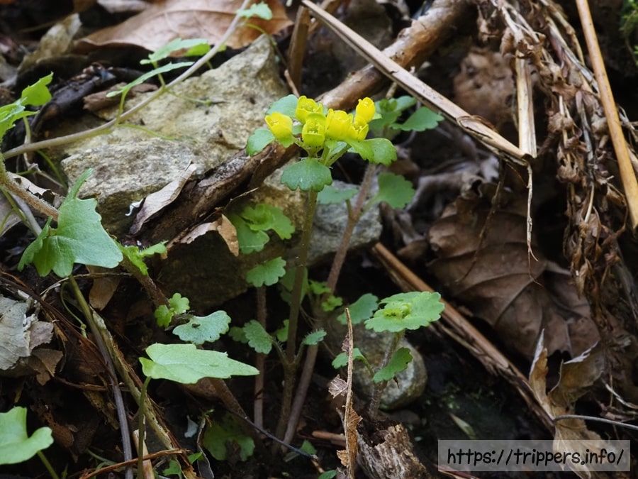 コガネネコノメソウの全体像