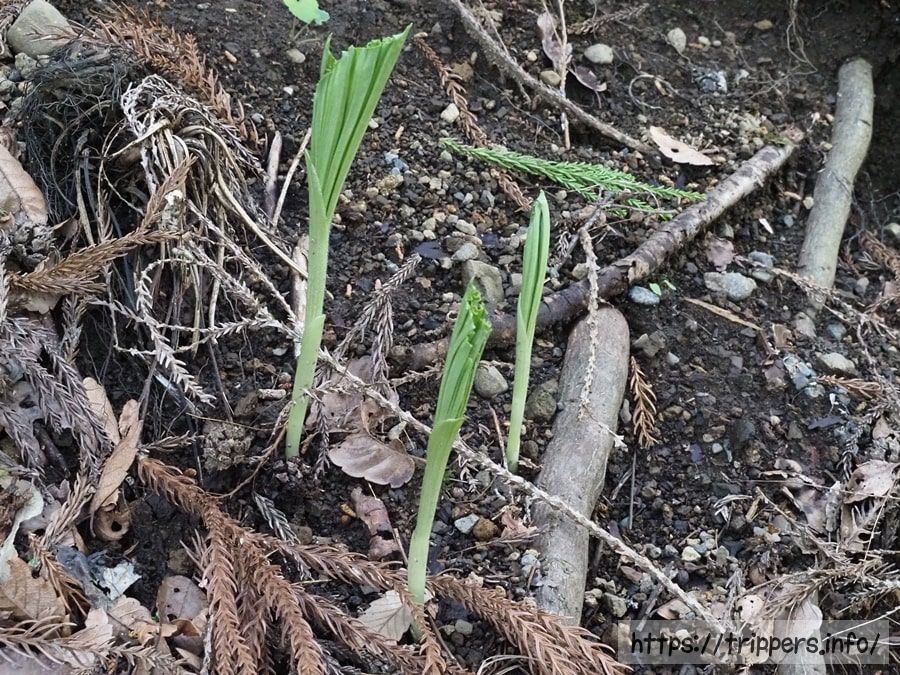 クマガイソウの葉
