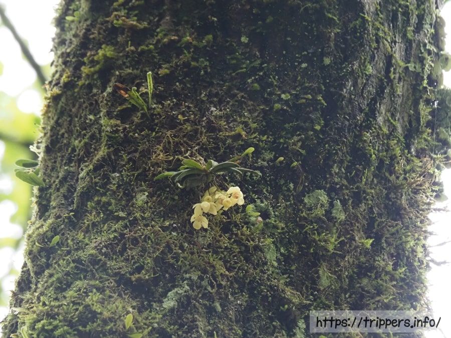 樹木に着生するカヤラン