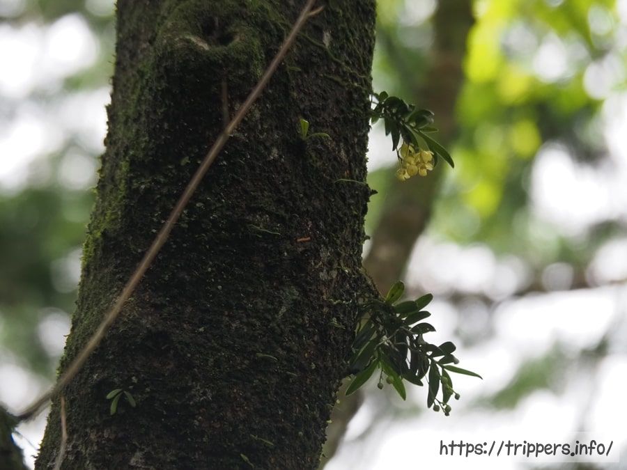 カヤランの花と蕾