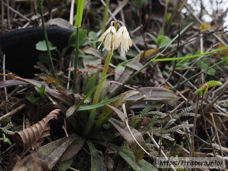 コチョウショウジョウバカマ
