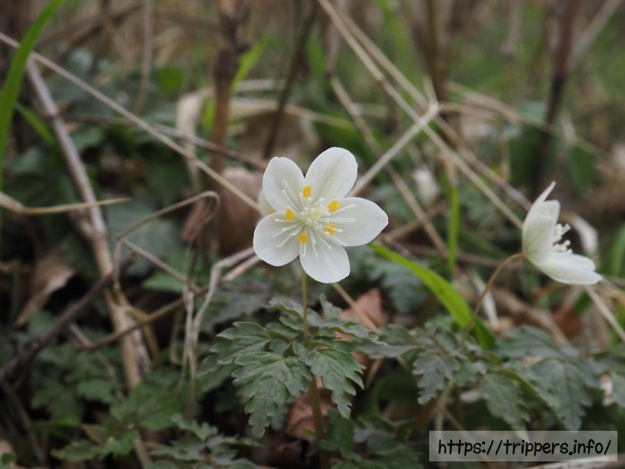 ツルシロカネソウの花